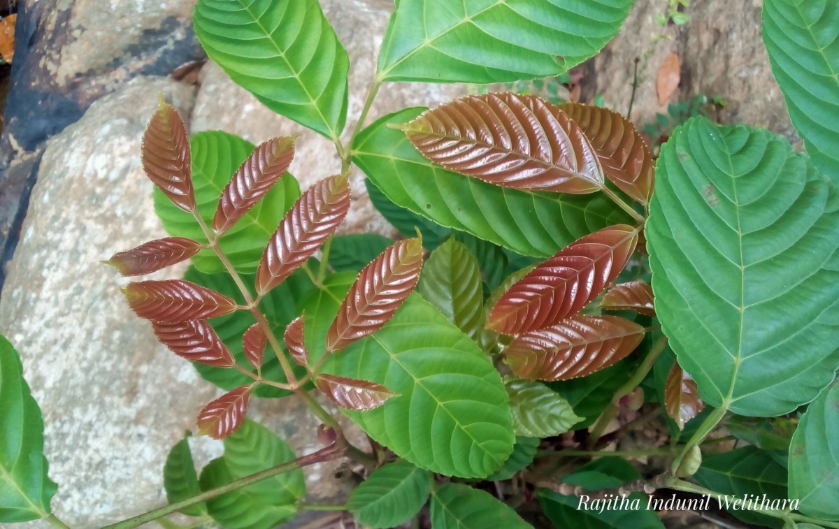 Leea indica (Burm.f.) Merr.